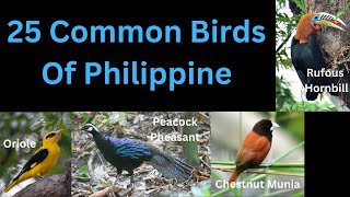 25 Common Birds Of Philippine [upl. by Luce154]