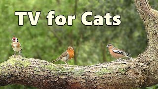 Cat TV Adventure  Videos for Cats to Watch ⭐ 8 HOURS ⭐ [upl. by Sosna411]