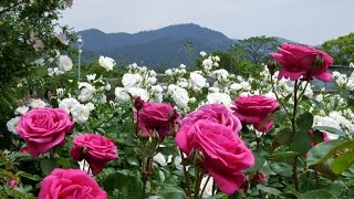 The rose garden of Kayoichou Park Japan  4K garden rose extravaganza [upl. by Gnous]