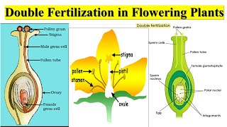 Double Fertilization in Flowering Plants  Pollen Grain  Ovary  Stamen  Pistil [upl. by Yanrahc]