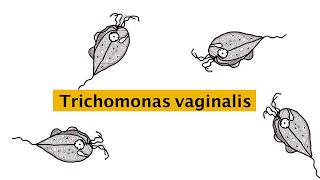 trichomonas vaginalis  شرح بسيط [upl. by Tema]