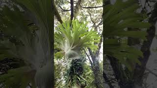 Staghorn Ferns and Pyrrosia Ferns on a Macadamia Nut Tree [upl. by Oramlub80]