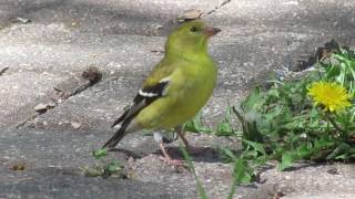 American Goldfinch call  song and feeding N of Valeport SK Canada May 20 2017 [upl. by Kanter]