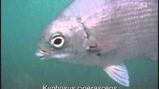 Kyphosus cinerascens Blue sea chub [upl. by Aiekahs131]