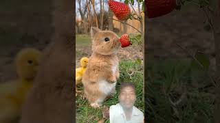 Little rabbit chirps chirps eats strawberries cute pet rabbit cute little pastoral petshotrs youtu [upl. by Asirem484]