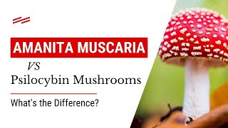 Amanita Muscaria vs Psilocybin Mushrooms Whats the Difference [upl. by Dave961]