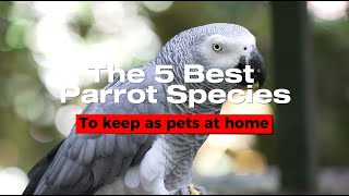 The 5 Best Parrot Species to Keep as Pets at Home [upl. by Salita]