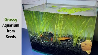 Growing dwarf hair grass from seeds for aquarium [upl. by Egroeg]