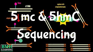 5 mc amp 5hmC Sequencing  Sequencing Of 5Methylcytosine amp 5Hydroxymethylcytosine [upl. by Yatnoj192]