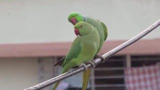 Roseringed Parakeets courtship [upl. by Brasca383]