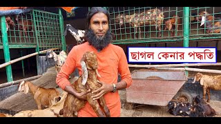 আমাদের খামার হতে ছাগল কেনার পদ্ধতি  01988883104  How to buy goats from our farm [upl. by Enamart]