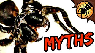 5 Funnelweb Spider MYTHS [upl. by Ilecara]