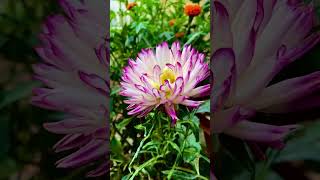 Dahlia bloom🌸 flowers flowerbeauty flowerblooming ytshorts nature garden [upl. by Rosalia]