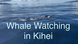 Best Whale watching in Kihei Maui 2024 [upl. by Anastase750]