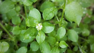 Chickweed identification amp uses [upl. by Eelimaj]