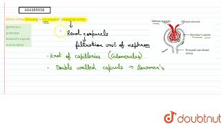 Which of the following is not a part of malpighian body  12  MOCK TEST 11 ZOOLOGY  BIOLOGY [upl. by Atnahs]