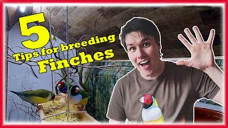 5 Easy TIPS to Increase Your FINCHES Breeding Succes The Bird Gallery [upl. by Adah]