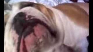 English Bulldog Hank snoring [upl. by Intruoc]