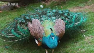 The epic slow motion  The peacock spreads its tail feathers [upl. by Giah967]