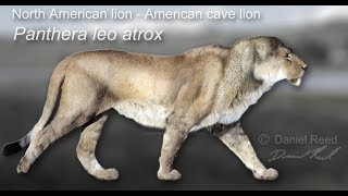 American Lion Pleistocene Apex Predator [upl. by Jopa854]