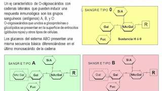 Tema 56 Biosíntesis de proteínas Mecanismo de traducción S4 Modificaciones Postraduccionales [upl. by Anippesuig36]