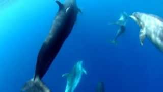 False killer whales associating with bottlenose dolphins [upl. by Haveman281]