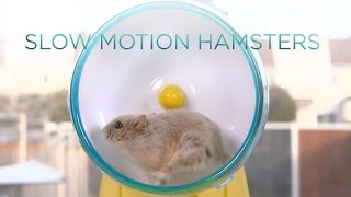 Hamster wheel in slow motion [upl. by Meuse]