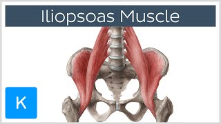 Iliopsoas Muscle Action  Function Anatomy amp Innervation  Human Anatomy  Kenhub [upl. by Akenor840]