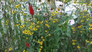 How to Grow Brown Eyed Susan from Seed Rudbeckia Triloba [upl. by Wolfson]