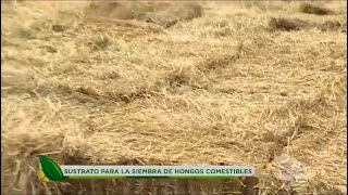 Aprenda cómo hacer un sustrato para la siembra de orellanas y champiñones  La Finca de Hoy [upl. by Kameko]