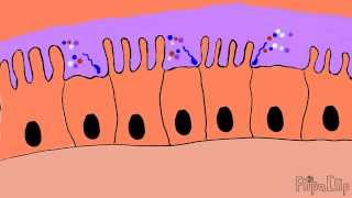 Mechanism of cholera toxin [upl. by Aleck]