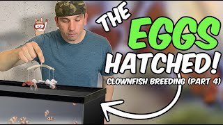 My FIRST Successful Clownfish Hatch amp Tough Lessons Learned  Clownfish Breeding Part 4 [upl. by Immaj379]