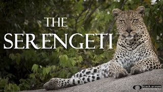 The Serengeti  A Wildlife Safari Adventure in Tanzania Full HD [upl. by Alison]