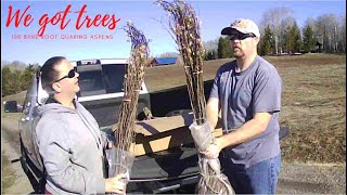 3 Adding 100 Quaking Aspens [upl. by Kee]