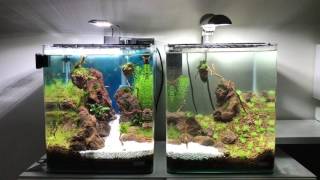 Creating my second Aquascape not finished Dennerle nanocube 30l x2 [upl. by Eetse416]