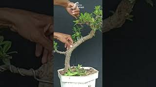 pruning bonsai beringin dolar korea [upl. by Eula800]