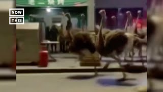 80 Ostriches Caught on Camera Fleeing a Farm Shorts [upl. by Doyle]