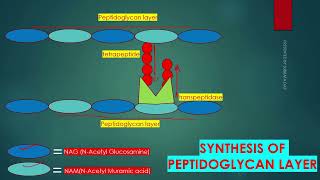 PEPTIDOGLYCAN SYNTHESIS IN BACTERIAL CELL WALL IN ENGLISH [upl. by Reggie]