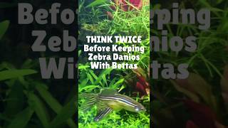 THINK TWICE Before Adding Bettas amp Zebra Danios Together [upl. by Jonas485]