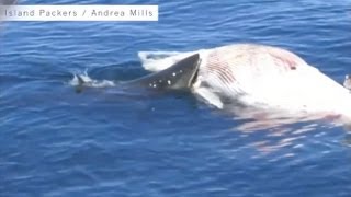 Killer Shark Eats Whale Alive [upl. by Skolnik]