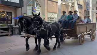 Cavallo Hoof Boots at the Calgary Stampede Parade 2024 [upl. by Ailam]