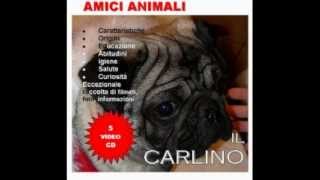 cane Carlino il meglio [upl. by Idola]