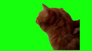 Cat Screaming No  Green Screen [upl. by Nuahsak]