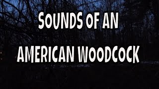 Sounds of an American Woodcock  Night time Birding  Birding in the Dark  Massachusetts Woodcocks [upl. by Cornel70]