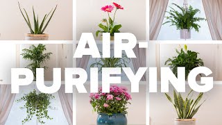 AirPurifying Houseplants and How To Not Kill Them [upl. by Nnylhtak]