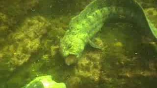 Wolf Eels Fighting [upl. by Annekam36]