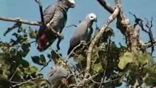 African Grey Parrots waking up in Cameroon [upl. by Florri]