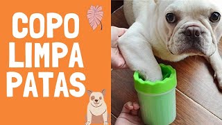 COMO LIMPAR AS PATAS DO CACHORRO APÓS O PASSEIO l 3 dicas que vão te ajudar nessa pandemia [upl. by Arakaj]