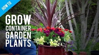 How To Grow Pot Plants in a Container Garden [upl. by Akinod]