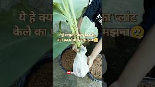 canna lily planter  canna lily plant kaise lagaen shorts viralvideo Sonu Sharma gardening [upl. by Rehpotsirh]